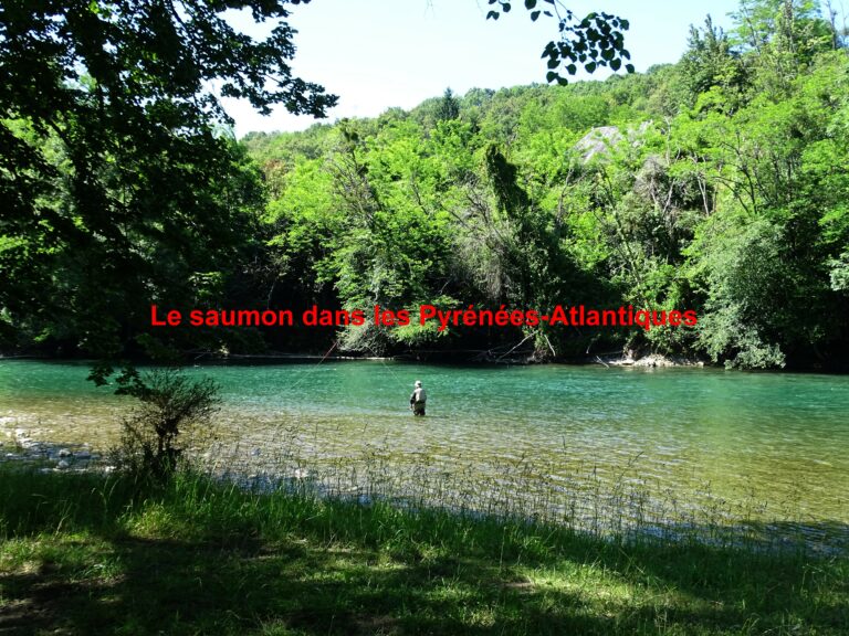 Le saumon dans les Pyrénées-Atlantiques